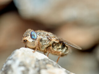 Sheep bot fly. Oestrus ovis  