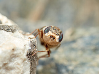 Sheep bot fly. Oestrus ovis  