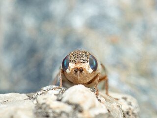 Sheep bot fly. Oestrus ovis  