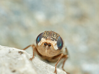 Sheep bot fly. Oestrus ovis  