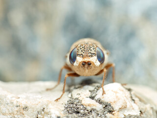 Sheep bot fly. Oestrus ovis  