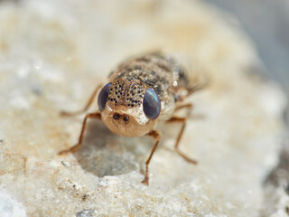 Sheep bot fly. Oestrus ovis  