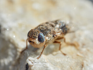 Sheep bot fly. Oestrus ovis  
