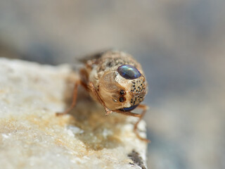 Sheep bot fly. Oestrus ovis  