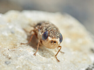 Sheep bot fly. Oestrus ovis  