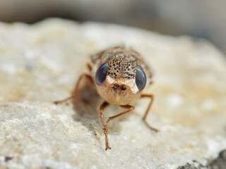 Sheep bot fly. Oestrus ovis  
