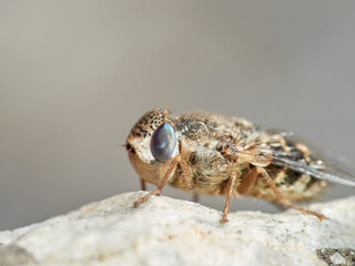 Sheep bot fly. Oestrus ovis  