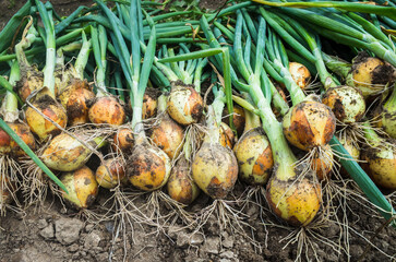 Onion harvest collected in the garden. Plantation work. Autumn harvest and healthy organic food concept close up with selective focus