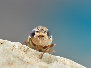 Sheep bot fly. Oestrus ovis  