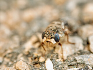 Sheep bot fly. Oestrus ovis  