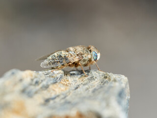 Sheep bot fly. Oestrus ovis  
