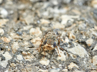 Sheep bot fly. Oestrus ovis  