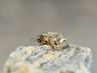 Sheep bot fly. Oestrus ovis  