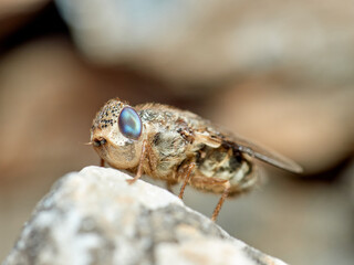 Sheep bot fly. Oestrus ovis  