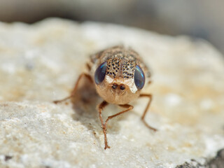 Sheep bot fly. Oestrus ovis  