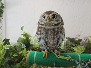 Brown owl