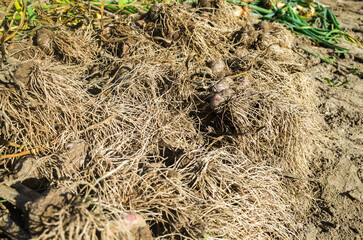 Garlic harvest collected in the garden. Plantation work. Autumn harvest and healthy organic food concept close up with selective focus