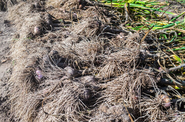 Garlic harvest collected in the garden. Plantation work. Autumn harvest and healthy organic food concept close up with selective focus