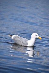 seagull