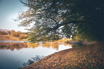 Obraz premium the lake shore is covered with yellow leaves in autumn