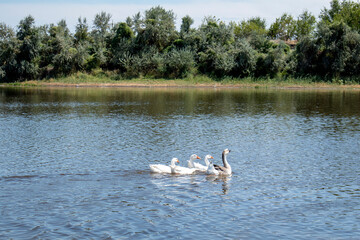 a flock of geese swims in the river against the background of the forest