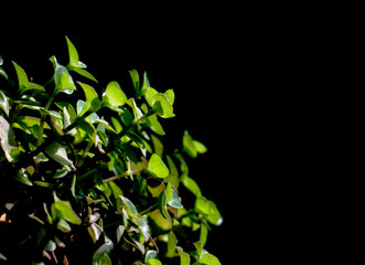 Green small plant leaves on a black isolated background with free space with blurred leaves