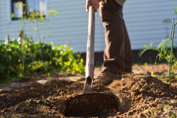 Farmer cultivating land in the garden with hand tools. Soil loosening. Gardening concept....
