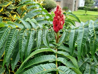 Fototapeta premium Rhus typhina, the staghorn sumac, is a species of flowering plant in the family Anacardiaceae,