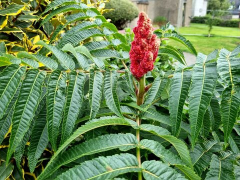 Rhus typhina, the staghorn sumac, is a species of flowering plant in the family Anacardiaceae,