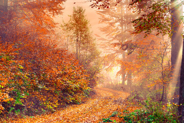 Colorful trees and footpath road in autumn landscape in deep forest. The autumn colors in the forest create a magnificent view. autumn view in nature.