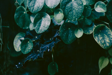Beautiful tropical plants. Drops on the leaves, sunlight through the trees