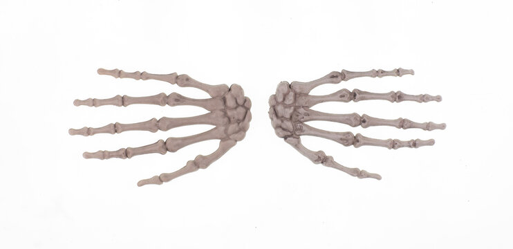 human hand bones isolated on white background