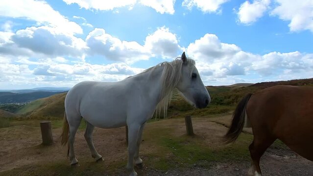 4k video of a wild pony on the Long Mynd near Church Stretton, Shropshire, UK