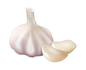 Realistic Garlic Illustration