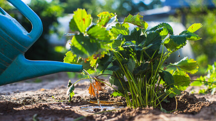 Watering vegetable plants on a plantation in the summer heat with a watering can. Gardening concept. Agriculture plants growing in bed row © shaploff