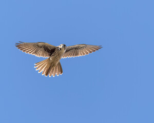 A Prairie Falcon glides in the morning air.