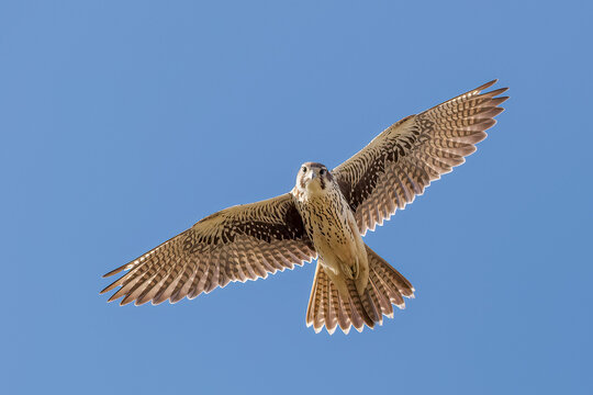 A Prairie Falcon glides in the morning air.