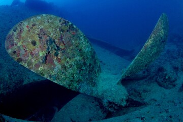 helice thistlerglorm © Arturo