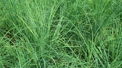 Schnittlauch im Topf - tuff of chives 