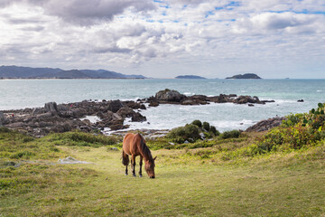 Fototapeta na wymiar horse in the hills on the coast of brazil