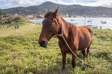 horse in the hills on the coast of brazil