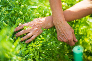 Farmer's hands harvest crop of chickpeas in the garden. Plantation work. Autumn harvest and healthy organic food concept close up with selective focus