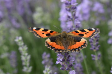 butterfly on flower