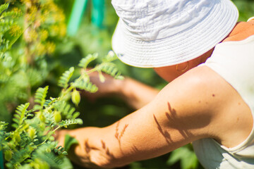 Farmer's hands harvest crop of chickpeas in the garden. Plantation work. Autumn harvest and healthy organic food concept close up with selective focus