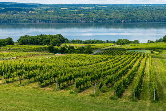 Vineyard In Finger Lakes Region