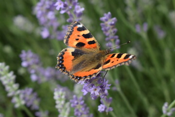 butterfly on flower