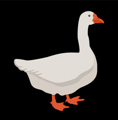White goose isolated on black background.