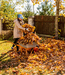 Young Woman having fun throwing while cleaning fallen maple autumn leaves in the garden.