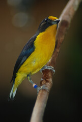 Violaceous Euphonia
