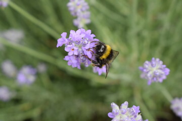 bee on a flower